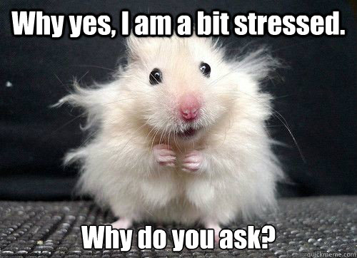 funny mouse feeling stressed